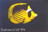 Striped Butterflyfish.jpg (26575 bytes)